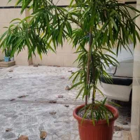 درخچه آمستر