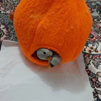 حیوانات
