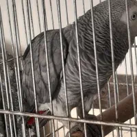 کاسکو