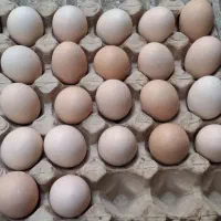 تخم مرغ محلی روز