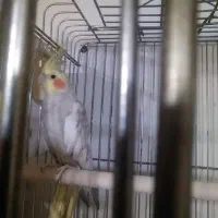 جفت عروس هلندی آهویی|پرنده|شیراز, شیخ علی چوپان|دیوار