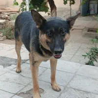 ّسگ ژرمن نر