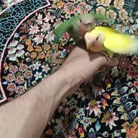 طوطی برزیلی کوتوله|پرنده|ساوه, |دیوار