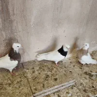 کبوتر|پرنده|پاکدشت, پاکدشت (مامازند)|دیوار