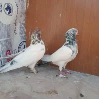 یه جفت کله دم سبز|پرنده|محمدشهر, محمدشهر|دیوار