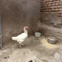 یک عدد مرغ لاری