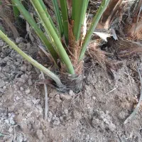 فروش انواع پاجوش پیارم و مجول|خدمات باغبانی و درختکاری|بندرعباس, |دیوار