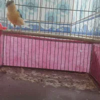 قناری نر  ابلق تو سرخ