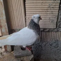 پرشی|پرنده|اسفراین, |دیوار