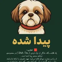 یک قلاده سگ شیتزو پیدا شده