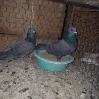 کبوتر شامی سیاه جفت ۴۰۰