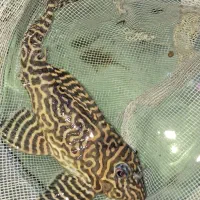 ماهی ال۲۳۶ ۱۳ سانت. و پوزه بوته ای باله کوتاه