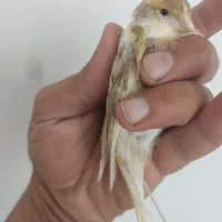 قناری ماده جفتی سهره