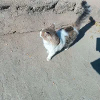 گربه ناز|گربه|سنندج, |دیوار