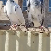 کبوتر
