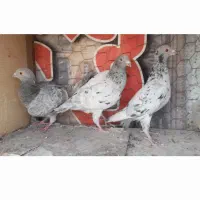 کفتر سرورماده وپلاکی