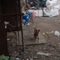 واگذاری فیندو نر|سگ|اردبیل, |دیوار