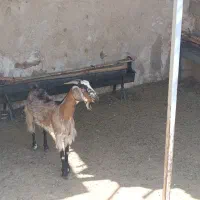 بز داشتی چاق|حیوانات مزرعه|کازرون, |دیوار