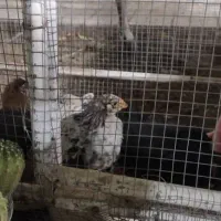 جوجه مرغ محلی|حیوانات مزرعه|سبزوار, ابوریحان|دیوار