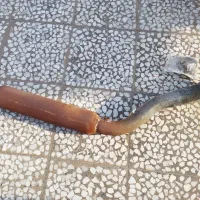 کاتالیزور کپسولی زانتیا