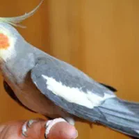 عروس هلندی گمشده