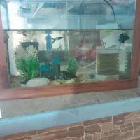 آکواریوم ب همراه ماهی و پمپ هوا و نور و حلزون|ماهی|محمدشهر, جعفرآباد|دیوار