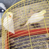 عروس هلندی نر و ماده