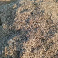 فروش کاه لوبیا