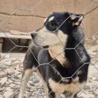 سگ عراقی پژدر