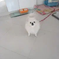 پامرانین نرکششی جهت جفت گیری