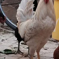 خروس محلی جوان