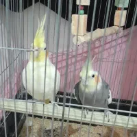 عروسک هلندی شیطون بازیگوش سرحال جفت خورده و مولد