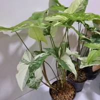 گل سینگینیوم ابلق وصورتی بال فرشته