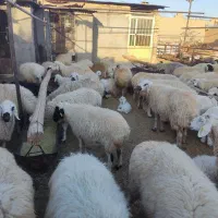 دامداری رهن و اجاره گوسفند و گاو|اجارهٔ دفتر صنعتی، کشاورزی، تجاری|شهرضا, |دیوار