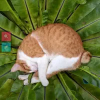 گوشی مبایلX3 POCO بسیار مناسب وتمیز