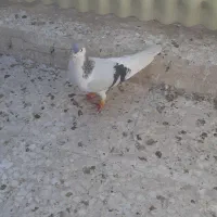 کفتر ۴۰۰|پرنده|قم, ژاندارمها|دیوار