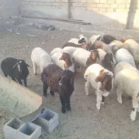 بره گوسفند پرواری صادراتی درجه یک
