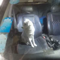 سگ پا کوتاه