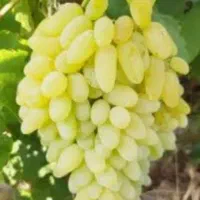 حرس و پیوند انگور وتمام|خدمات باغبانی و درختکاری|تربتحیدریه, مورشک|دیوار