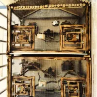 قفس چوبی پرنده|لوازم جانبی حیوانات|شهریار, رزکان|دیوار