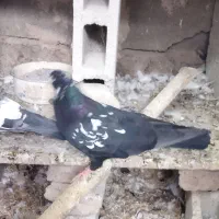 پشدارسیاه نر