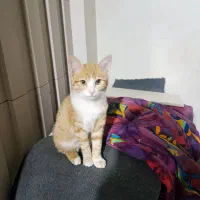 واگذاری بچه گربه