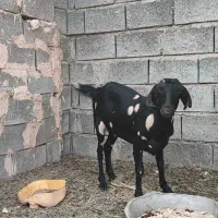 بز داشتی نژاد دار|حیوانات مزرعه|میناب, |دیوار