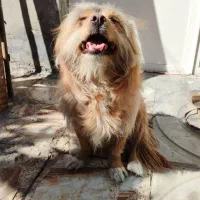 فروش سگ خانگی تمیز|سگ|داراب, |دیوار