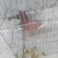 کفتر نر سرخ|پرنده|نجف‌آباد, یزدانشهر|دیوار