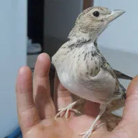 جوجه طرقه گم شده