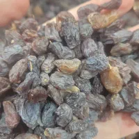 کشمش آفتابی اصل بوانات|خوردنی و آشامیدنی|شیراز, کوشک میدان|دیوار