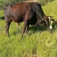 گاو نر یا کلگاه کوردی ۴سال