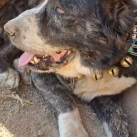 سگ گمشده|سگ|مشهد, تبادکان|دیوار