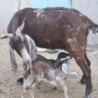 بز جوان و شیری|حیوانات مزرعه|جناح, |دیوار